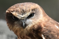 Barking Owl (click to enlarge)
